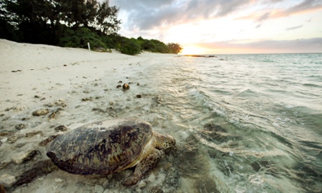 The expansion of the coal port at Abbot Point would threaten coral, dugongs, turtles, dolphins and much of the rest of the great barrier reef’s profusion of life.