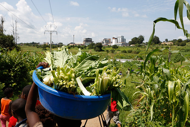 SAB Miller Zambia gallery: farmer working