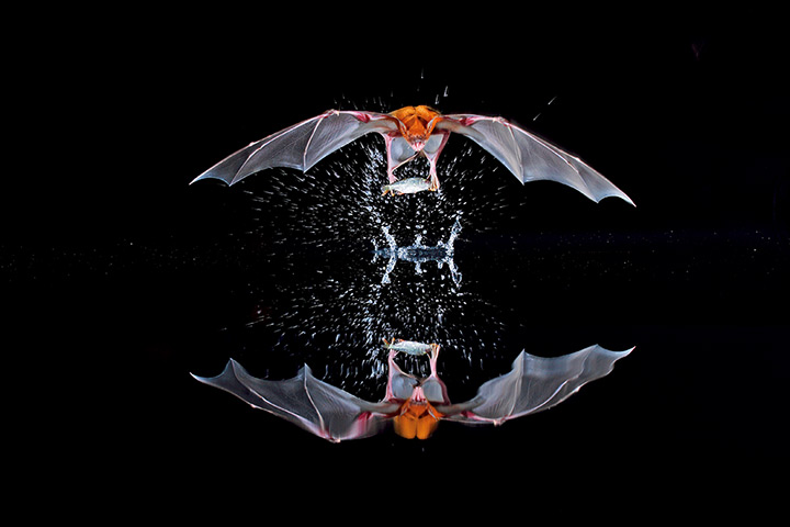 Week in wildlife: The Greater Bulldog Bat (Noctilio leporinus) catching a fish