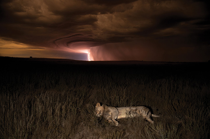 Week in wildlife: A lion asleep under a lightning-filled sky in Kalahari, South Africa