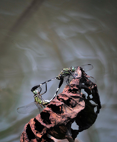 Week in wildlife: Dragonflies at the Taipei Botanical Garden in  Taiwan
