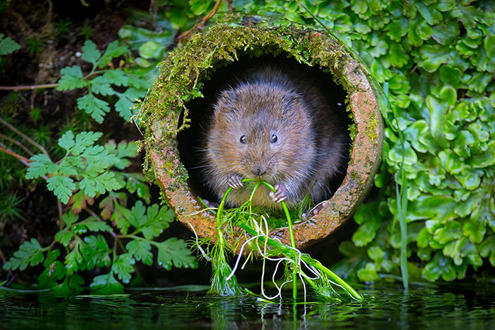 Week in wildlife: A water vole eats on a river bank. One of the most endangered mammals in th