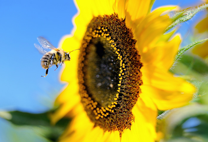 Week in wildlife: A bumblebee flies next to a sunflower in Godewaersvelde, France
