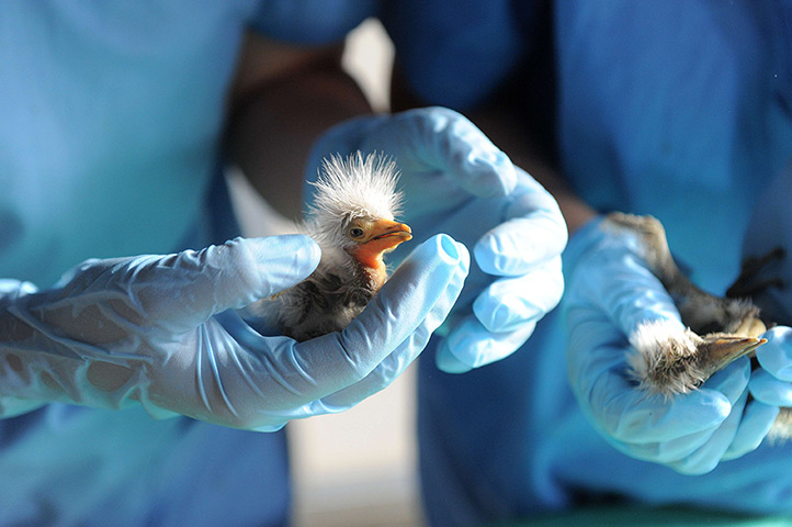 Week in wildlife: A vet examines a rescued young Cattle Egret at a shelter at Hathijan villag