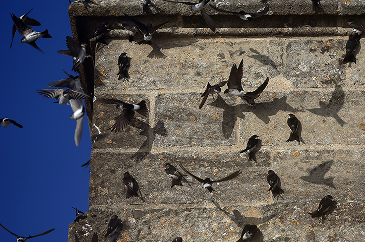 Week in wildlife: Birds gather around the 14th-century St. Michael's Tower, on Glastonbury To