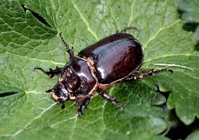 Week in wildlife: Britain's first European rhinoceros beetle (Oryctes nasicornis), the giant 