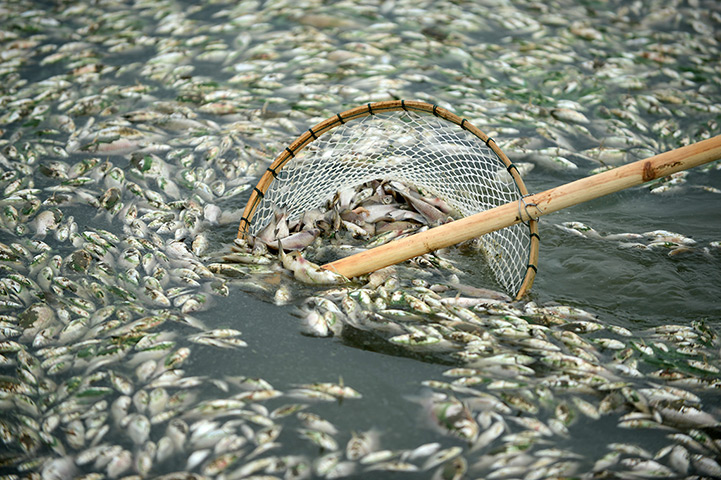 Week in wildlife: Dead fish in Fuhe River in Wuhan, Chinadue to high ammonia concentration in