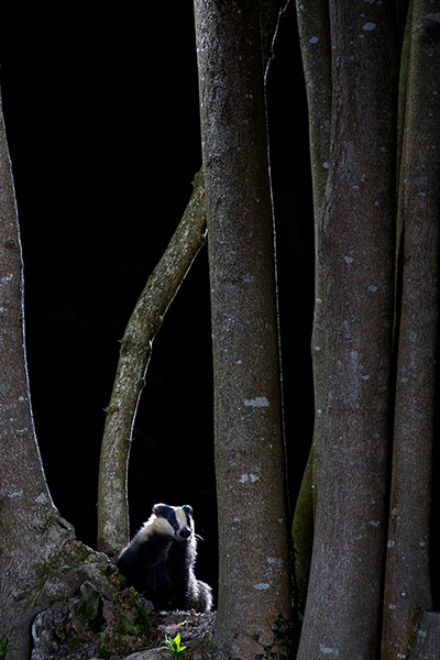 Week in wildlife: Badger in the Woods by Richard Packwood, winner of the Wildwoods category a