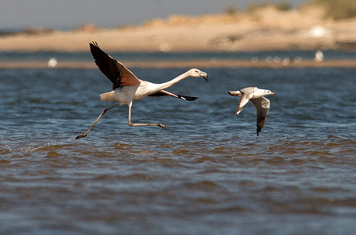 Week in wildlife: A Chilean flamingo (Phoenicopterus chilensis) chases a brown-hooded gull (C