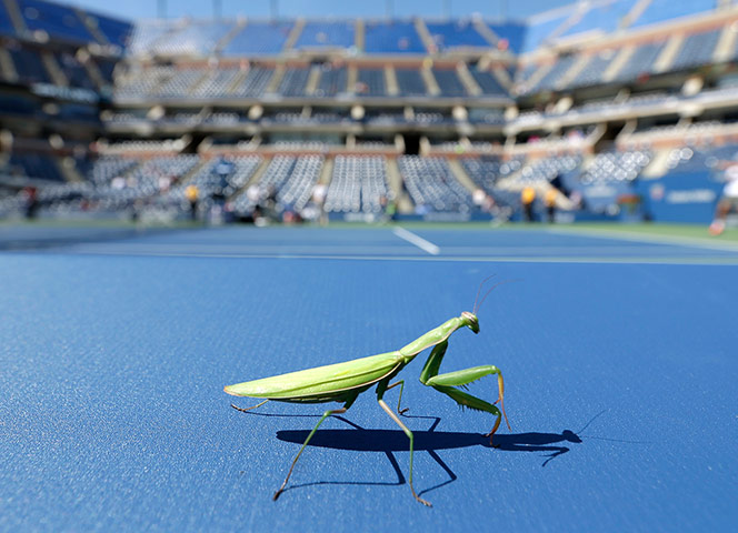 sport: A praying mantis