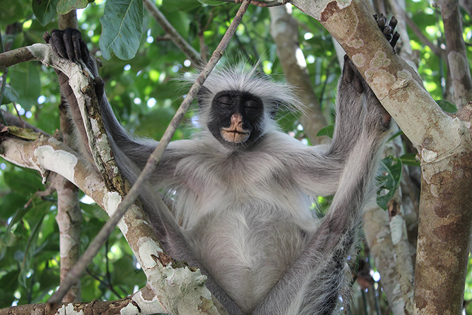 Your Pictures - Chill : monkey in a tree