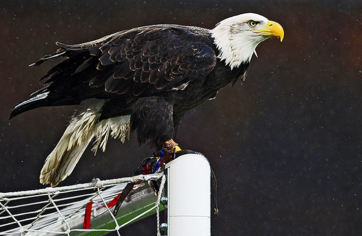 Premier New Years Day : The Crystal Palace eagle mascot2