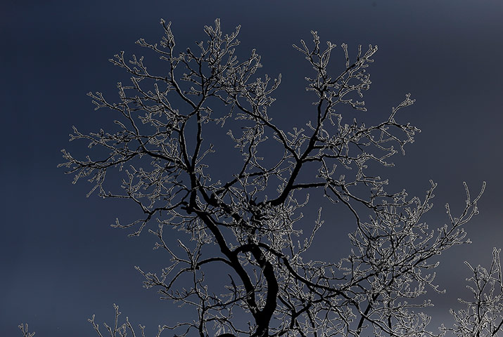 Week in wildlife: Frost forms on the branches of a tree