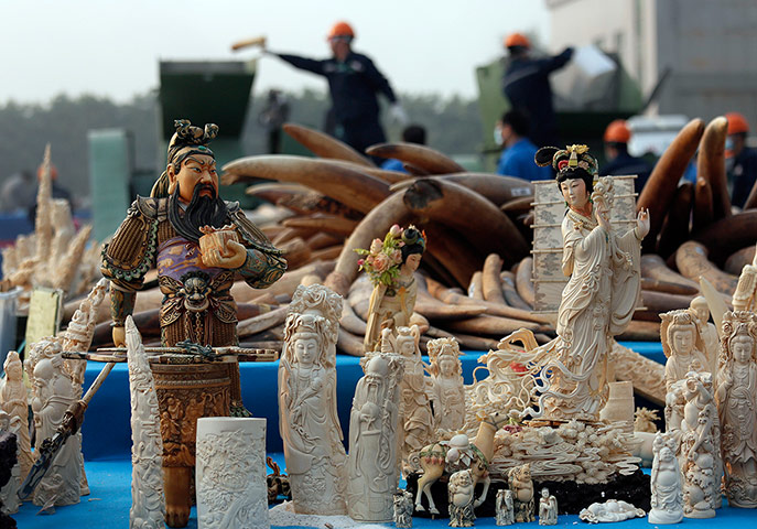 Week in wildlife: Workers, background, destroy confiscated ivory in Guangdong province, China