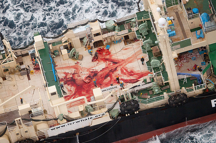 Week in wildlife: The blood-stained deck of the Japanese whaling vessel Nisshin Maru 