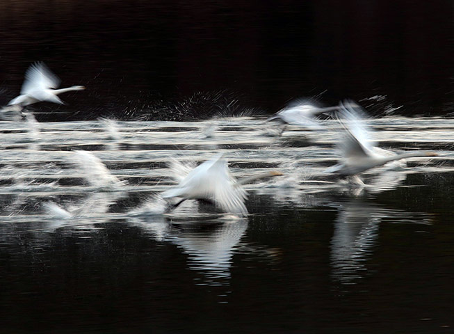 Week in wildlife: Siberian Swans Arrives At Winter Home In Western Japan