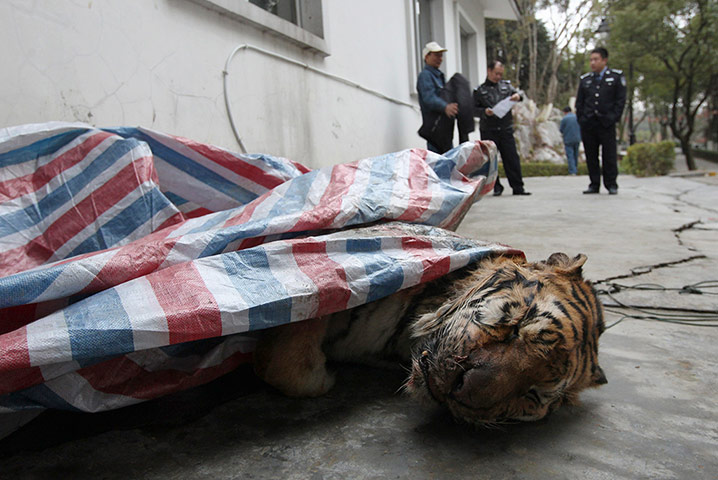 Week in wildlife: A dead tiger is found during a police action in Wenzhou