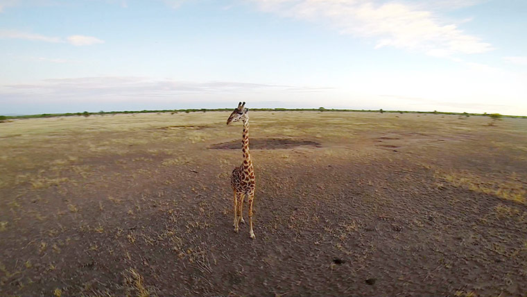 Week in wildlife: An aerial shot of a giraffe in the Serengeti, Tanzania