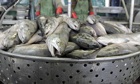 Salmon
