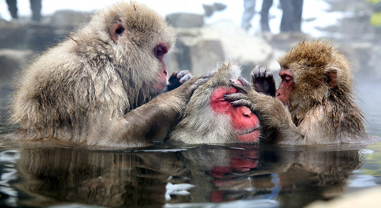 20 Photos: Japanese Macaque Monkeys Relax In Hot Springs