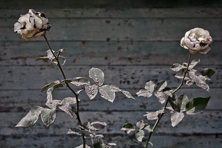 From the agencies: Thousands Left Displaced As Mount Sinabung Eruptions Continue