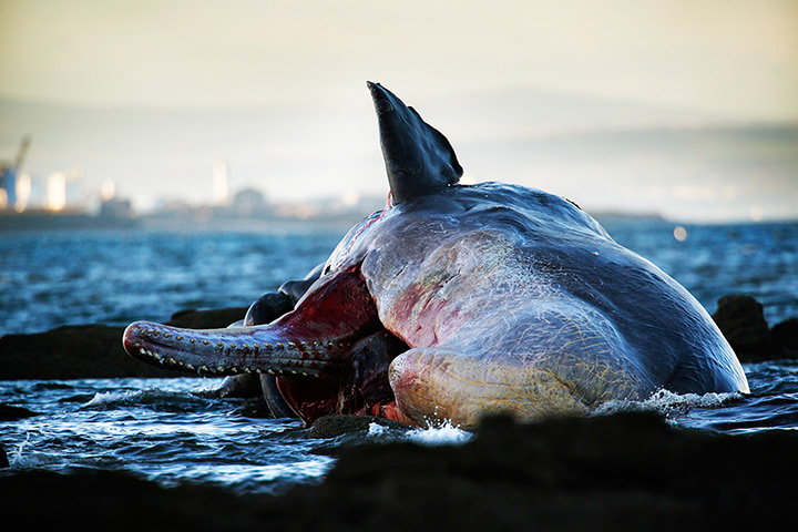 Weekend in pictures: Edinburgh, UK: Specialists monitor a dead sperm whale washed up near Portob