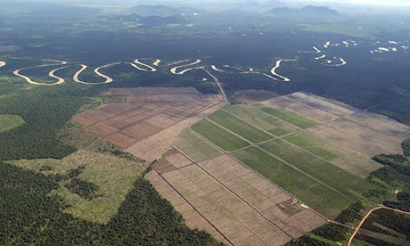 B Corp business environmental responsibility Borneo rainforest