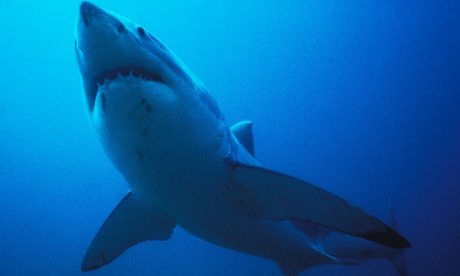Great white sharks have been blamed for a series of deadly attacks along the Western Australian coastline. The state government now has plans to set baited hooks and cull sharks over three metres. 