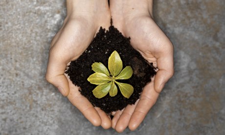 Human Hands Holding Sapling