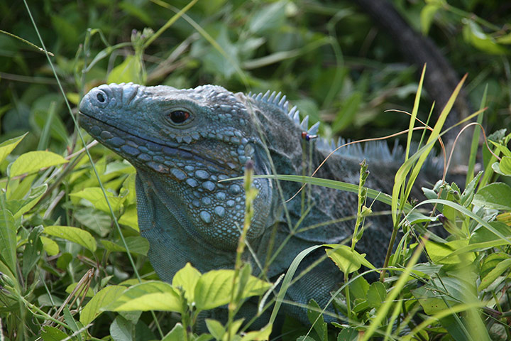 Threatened Species: Overseas British Territories : blue iguana