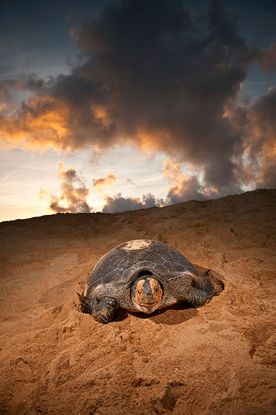 Threatened Species: Overseas British Territories : Green turtle