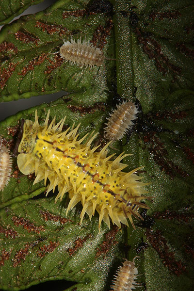 Threatened Species: Overseas British Territories : spiky yellow woodlouse 