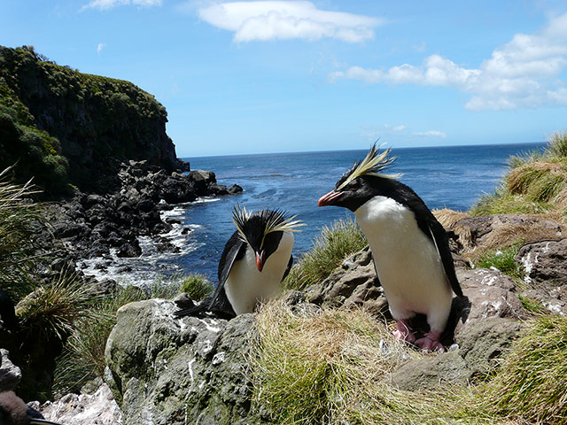 Threatened Species: Overseas British Territories : Northern rockhopper penguins