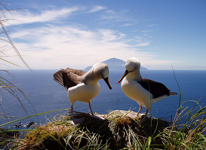Threatened Species: Overseas British Territories : Two Yellow-nosed albatrosses
