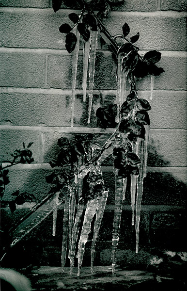 Looking-Back-Ice-Rose: Icicles on climbing rose