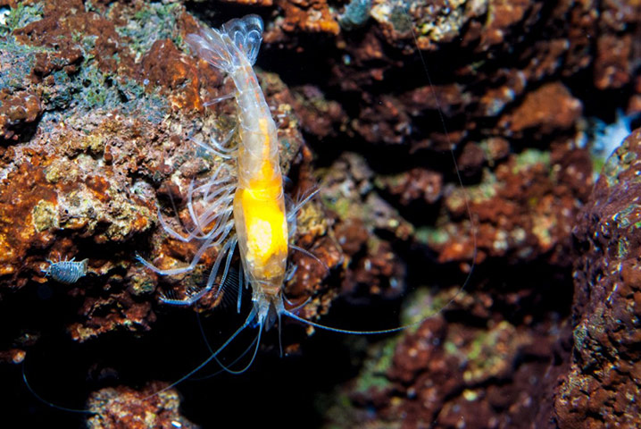 Threatened Species: Overseas British Territories : Ascension predatory shrimp