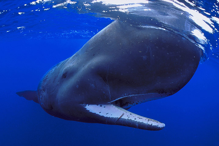 Threatened Species: Overseas British Territories : Sperm whale