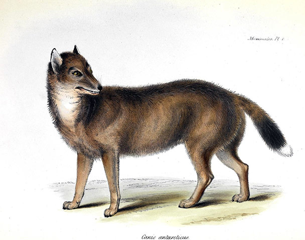 Threatened Species: Overseas British Territories : Falkland wolf