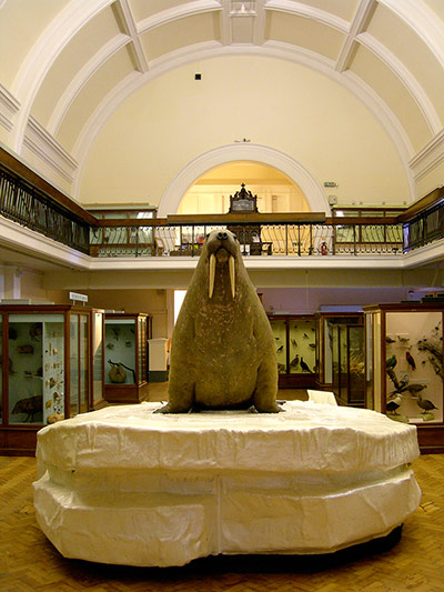 Readers' curiosities: Horniman Museum and Gardens - walrus