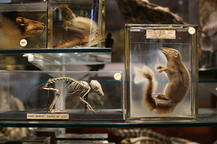 Readers' curiosities: The Grant Museum Of Zoology Houses
