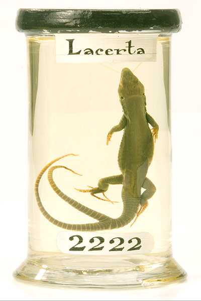 Readers' curiosities: The lizard with two tails is part Hunterian Museum collection