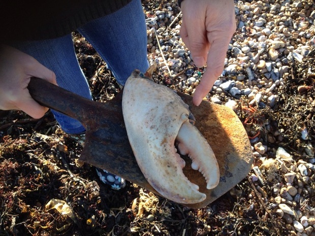 A monster lobster claw washed up by storms at West Worthing.