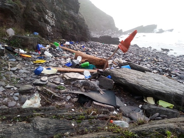 Seal pup sheltering amid litter at Tregonhawke Beach, Whitsand Bay, SE Cornwall. 