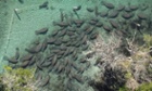 Dozens of West Indian Manatees as the animals congregate around a freshwater spring at the Three Sisters Springs