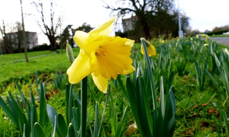 Above average termperatures have seen the familiar yellow spring flowers blooming earlier than usual