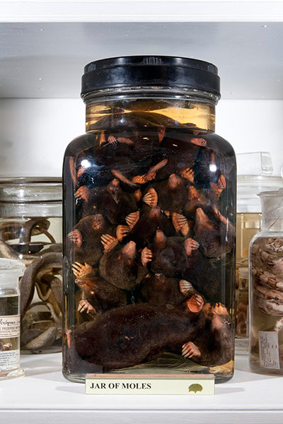 Curiosities: A jar of moles on display at the Grant Museum