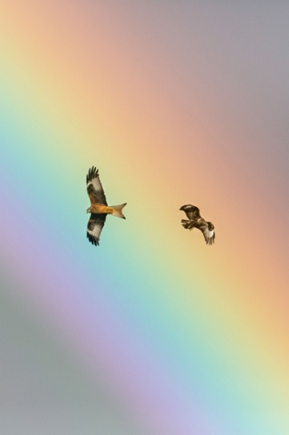 Over the rainbow: A Red Kite and a Buzzard in flight over the Red Kite centre, Rhayader, Wales earlier this month. Photographer Drew Buckley captured this image while hosting a photography workshop.