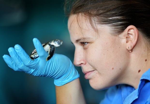 A baby turtle injured by a car being cared by staff at Reef HQ in Townsville, Australia. He is the latest in a string of hatchlings injured since November along a busy seaside strip known as the the Strand.