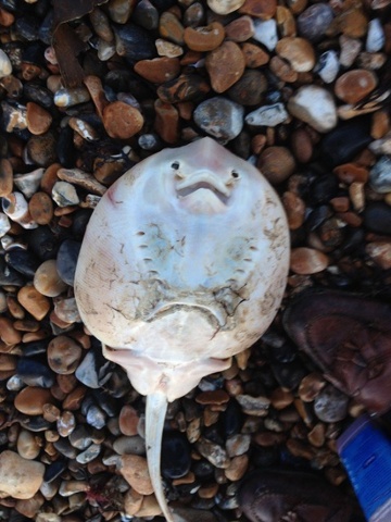 'Found washed up along the strand line on Brighton beach, I think the severe weather really took its toll on this guy.'