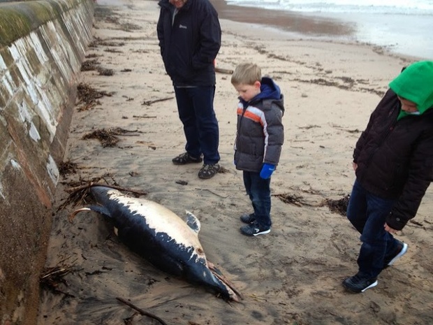 'A dolphin washed up on the beach after the recent storms.' - as spotted on Exmouth Beach, Devon.